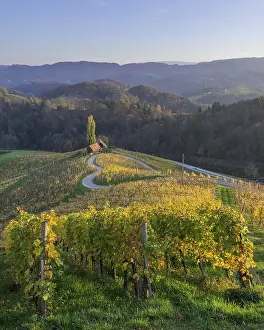 Hilly Vineyard Landscape Stampe: 'HerzerlstraBe'