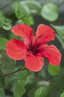 Petal Detail Photography Stampe: Hibiscus