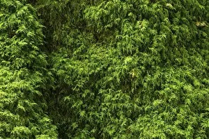 Close Up Tree Details Stampe: High resolution image capturing the lush