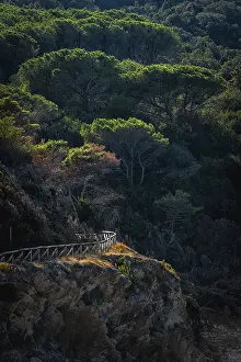 Elba Island Landscape Stampe: Hiking trail through pine forest