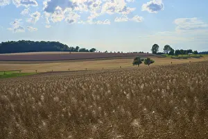 European Uplands Landscape Stampe: Hilly fields with trees under a slightly cloudy sky