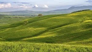 Tuscany Landscape Stampe: Hilly landscape with fields and trees