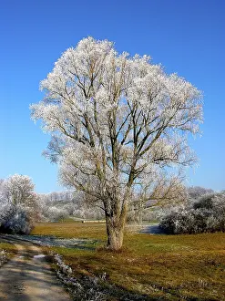 Cold Weather Photography Stampe: Hoarfrost