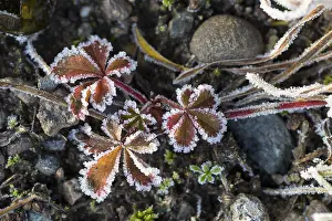 Winter Weather Forecast Stampe: Hoarfrost on every plant creates pattern and structure