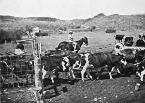 African Rural Scene Stampe: On horseback on the cattle paddock