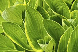 Giardino Giallo Stampe: Hosta