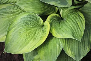 Asparagus Family Plants Stampe: Hosta leaves pattern background