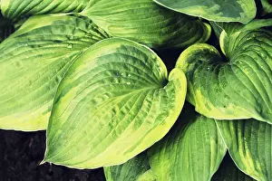 Asparagus Family Plants Stampe: Hosta leaves pattern background
