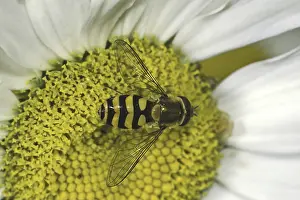 Deserted Flower Visit Stampe: Hoverfly
