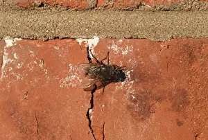 Syrphid Fly Habitat Stampe: Hoverfly sitting on a brick wall