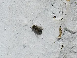Syrphid Fly Habitat Stampe: Hoverfly sitting on a white wall