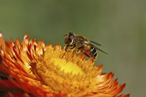 Syrphid Fly Pictures Stampe: Hoverfly on straw flower