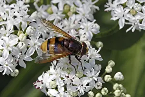 Deserted Flower Visit Stampe: Hoverfly visiting flowers