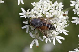 Flying Insect In Flower Stampe: Hoverfly visiting flowers