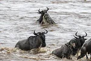 Wildebeest Migration Stampe: A huge crocodile on the attack