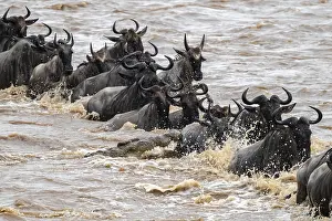 Wildebeest Migration Stampe: A huge crocodile on the attack