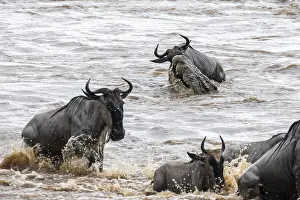 Coccodrillo Stampe: Un enorme coccodrillo all'attacco.