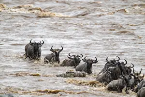 Wildebeest Migration Stampe: A huge crocodile on the attack