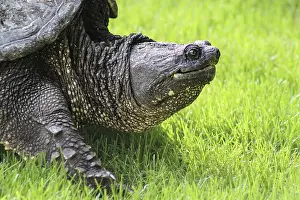 Close Up Photography Stampe: A huge snapping turtle in the grass