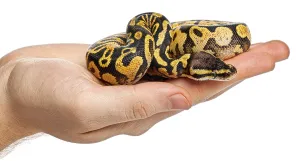 Ball Python Stampe: Human hand gently holding a yellow and black patterned ball python