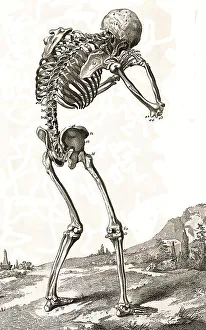Human Skeleton Stampe: A human skeleton, seen from behind