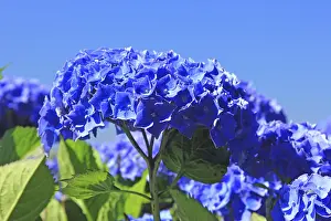 Hydrangeaceae Family Stampe: Hydrangea in bloom in Brittany