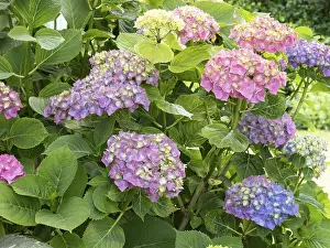 Hydrangea In Bloom Stampe: Hydrangea in bloom in a garden