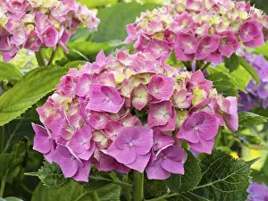 Hydrangea In Bloom Stampe: Hydrangea in bloom in a garden