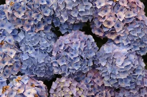 Botanical Garden Plants Stampe: Hydrangea blossoms, Hydrangea macrophylla