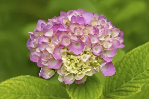 German Flora Botany Stampe: Hydrangea, hydrangea, hydrangea blossom