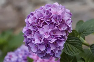 Hydrangea Blossom Stampe: Hydrangea, hydrangea, hydrangea blossom