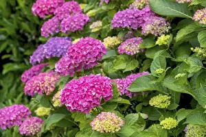 Hydrangea Blossom Stampe: Hydrangea, hydrangea, hydrangea blossom