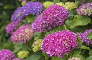 Blue Hydrangea Blossom Stampe: Hydrangea, hydrangea, hydrangea blossom