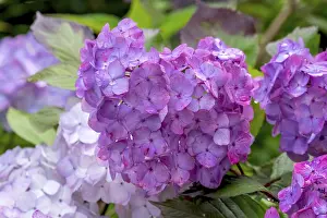Pink Blossom Stampe: Hydrangea, hydrangea, hydrangea flower