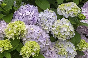 Bigleaf Hydrangea Bloom Stampe: Hydrangea, Hydrangea, Ireland