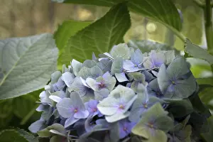 Bigleaf Hydrangea Bloom Stampe: Hydrangea (Hydrangea macrophylla)