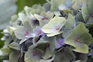 Stampe di 'Hydrangea (Hydrangea macrophylla), infiorescenza rotonda con fiori delicati monocolori pastello in verde, viola e rosa, a fuoco chiuso, Dortmund, Renania Settentrionale-Vestfalia, Germania' Dortmund Stampe: Ibacca (Hydrangea macrophylla)