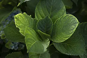 Dortmund Nature Scene Stampe: Hydrangea (Hydrangea macrophylla)