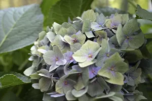 Stampe di 'Hydrangea (Hydrangea macrophylla), infiorescenza rotonda con fiori delicati monocolori pastello in verde, viola e rosa, circondati da foglie grandi, in primo piano, Dortmund Dortmund Stampe: Ibacca (Hydrangea macrophylla)