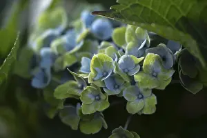 Ruhr District Nature Scene Stampe: Hydrangea (Hydrangea macrophylla)
