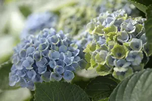 Hydrangeaceae Plant Stampe: Hydrangea (Hydrangea macrophylla)
