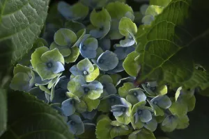 Hydrangeaceae Plant Stampe: Hydrangea (Hydrangea macrophylla)