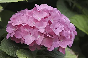 Hydrangea Macrophylla Stampe: Hydrangea (Hydrangea macrophylla)