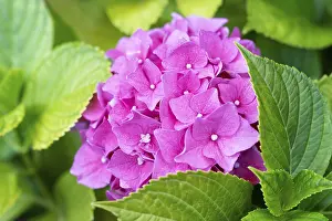 Hydrangeaceae Plant Stampe: Hydrangea (Hydrangea) macrophylla