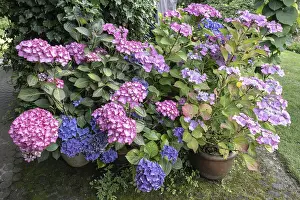 Lacecap Hydrangea Images Stampe: Hydrangea (Hydrangea macrophylla)