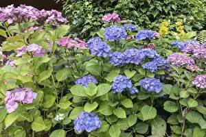 Hydrangeaceae Family Plants Stampe: Hydrangea (Hydrangea macrophylla)