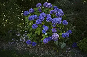 Hydrangeaceae Family Stampe: Hydrangea (Hydrangea macrophylla Hamburg)
