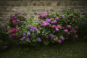 Nature Botany Photos Stampe: Hydrangea (Hydrangea macrophylla Hamburg)