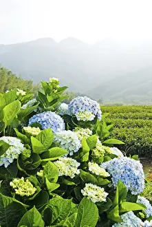 Bigleaf Hydrangea Stampe: Hydrangea (Hydrangea macrophylla) in front of mountains