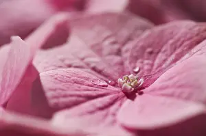 Hydrangea Macrophylla Stampe: Hydrangea macrophylla shrub